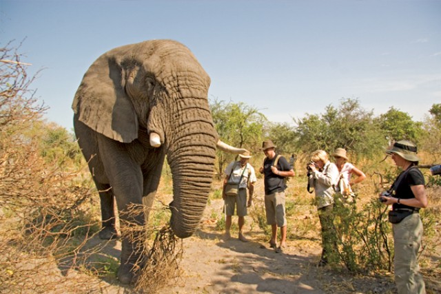 Elephant Interaction Experience, Pilanesberg (Letsatsing Game Reserve)